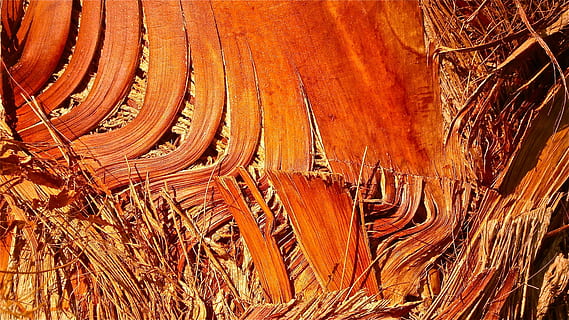 Baum, Kofferraum, Textur, Borke, Palme, Gemüse, Natur, Holz, keine Leute, Tag, braun, Landschaft, Land, Pflanze, orange Farbe, High Angle View, Umgebung, Feld, Nicht-städtische Szene, Muster, Vollbild, Hintergründe, draußen, Ruhe, Schönheit in der Natur, Wachstum, 4K, CC0, gemeinfrei, lizenzfrei