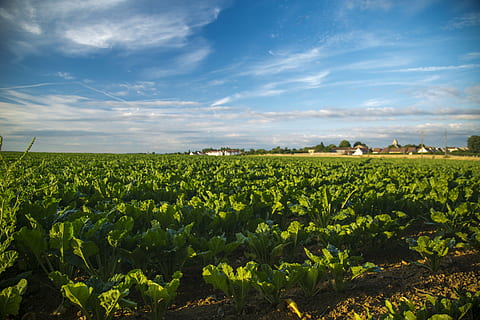 žalias, augalų, medžiaga, daržovių sklypas, dangus, kraštovaizdį, lauke, augimą, žemės, Žemdirbystė, aplinką, grožis gamtoje, vaizdai - gamta, kaimo scenoje, debesis - dangus, ūkis, ramioje scenoje, pobūdį, ramybė, pasėlių, žalia spalva, nėra žmonių, dieną, plantacija, 5K, CC0, Viešasis domenas, nemokamai
