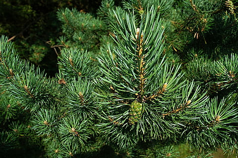 fotografie de aproape, pin, ace, macro, con, necopt, ramură, pădure, verde, lăstari, vară, umbră, ușoară, natură, plante, conuri, Crăciun, copac, decor, molid, celebrare, Brad, iarnă, Culoarea verde, a închide, conifer, plantă, Pinaceae, creştere, nici o persoana, zi, ac - parte a plantelor, frumusețe în natură, liniște, în aer liber, să se concentreze asupra primelor elemente, con de brad, cadru complet, frunze, copac vesnic verde, pini de pădure, 2K, CC0, domeniu public, fără drepturi de autor