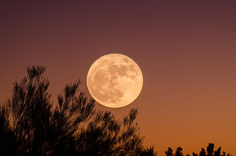 lluna plena, arbres, lluna, nit, arbre, branques, posta de sol, sortida del sol, super luna, vespre, alba, crepuscle, sortida de la lluna, supermoon, taronja, cel, planta, bellesa a la natura, forma geomètrica, escenics - natura, forma, espai, cercle, silueta, naturalesa, tranquil·litat, astronomia, idíl·lic, escena tranquil·la, cap gent, a l'aire lliure, Lluna planetària, arbre d’arbre, llum de la lluna, 4K, CC0, domini públic, lliure de regalies