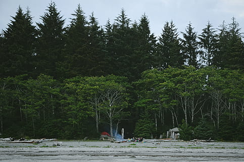 felt ved siden af ​​skoven, folk camping, grå, sand, høj, grøn, træer, dagtimerne, luftfoto, strand, træ, Skov, Sky, kyst, natur, vand, landskab, scenics, udendørs, flod, fokus på forgrunden, plante, vækst, jord, dag, ro, rigtige mennesker, skønhed i naturen, grøn farve, scenics - natur, tilfældige mennesker, rolig scene, ikke-urbane scene, herrer, gruppe af mennesker, 4K, CC0, offentligt domæne, royaltyfrie