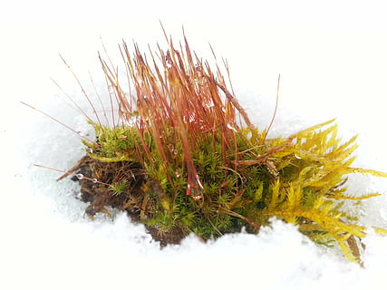 moss, snow, fish, cold, winter, nature, plant, no people, white background, green color, growth, close-up, grass, cold temperature, beauty in nature, studio shot, land, outdoors, white color, field, day, tranquility, coniferous tree, 2K, CC0, public domain, royalty free