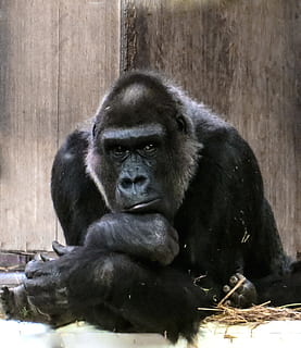 fotografia del goril·la, goril·la, mico, negre, dominant, Silverback, pensar, zoo, mamífer, primat, fauna animal, animals a la natura, vertebrats, retrat, assegut, color negre, cap gent, dia, un animal, animals en captivitat, relaxació, mirant la càmera, família d’animals, cura, 1080P, CC0, domini públic, lliure de regalies