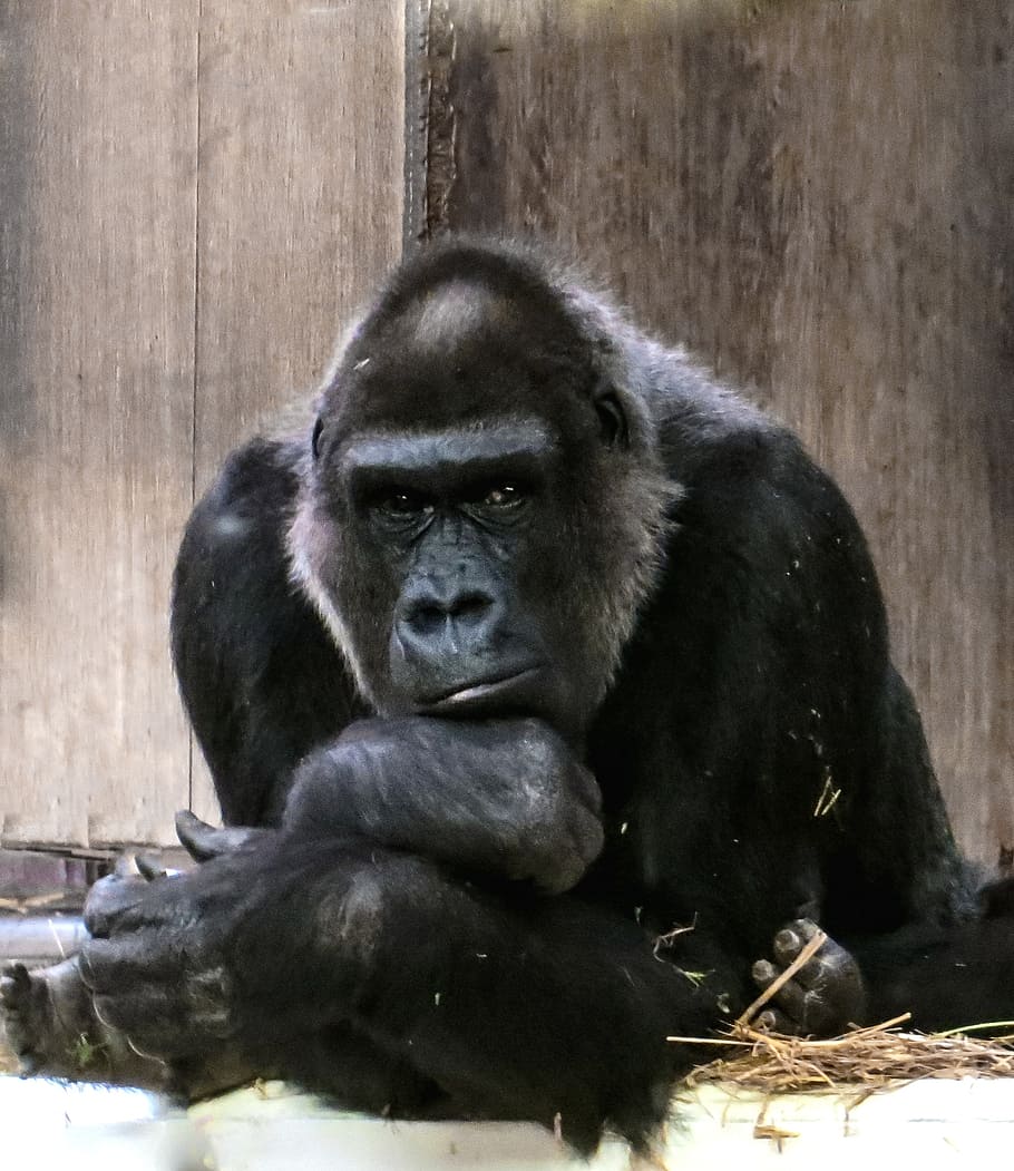 fotografia del goril·la, goril·la, mico, negre, dominant, Silverback, pensar, zoo, mamífer, primat, fauna animal, animals a la natura, vertebrats, retrat, assegut, color negre, cap gent, dia, un animal, animals en captivitat, relaxació, mirant la càmera, família d’animals, cura, 1080P