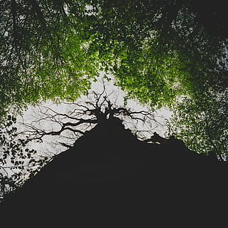 arbres de fulles verdes, arbre, branca, tronc, escorça, cel, fullatge, estiu, primavera, exuberant, salvatge, vida salvatge, a l'aire lliure, explorar, exploració, aventura, escalar, arribar, aconseguir, èxit, poder, força, competició, naturalesa, verd, temporada, fusta, natural, bosc, full, planta, paisatge, blanc, silueta, parc, disseny, medi ambient, creixement, color, patró, brillant, jardí, branques, sol, textura, decoració, hivern, fons, vista d’angle baix, tranquil·litat, cap gent, dia, bellesa a la natura, terra, arquitectura, color verd, estructura construïda, escena tranquil·la, escenics - natura, copa de l'arbre, directament a sota, 2K, CC0, domini públic, lliure de regalies