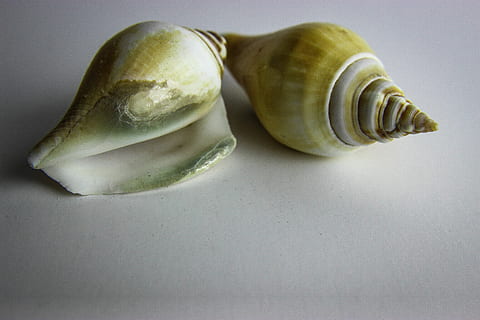 shellfish, shell, snail, invertebrate, gastropod, nature, life, closeup, indoors, food and drink, studio shot, food, healthy eating, wellbeing, no people, freshness, vegetable, two objects, gray background, close-up, gray, still life, colored background, group of objects, raw food, full length, table, single object, 5K, CC0, public domain, royalty free