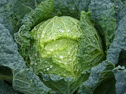 Nahaufnahmen, Grün, Chinakohl, Grünkohl, flacher Fokus, Fotografie, col, Kohl, Obstgarten, Gemüse, Kohlblätter, Rocio, Tropfen, frisch, gesundes Essen, Essen und Trinken, Frische, Lebensmittel, grüne Farbe, Wohlbefinden, Blatt, Pflanzenteil, Rohkost, keine Leute, organisch, Wachstum, Vollbild, Nahansicht, Hintergründe, Tag, Landwirtschaft, Natur, draußen, Tau, 4K, CC0, gemeinfrei, lizenzfrei