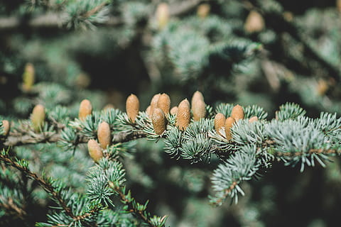 avvicinamento, fotografia, verde, Pino, selettivo, foto di messa a fuoco, albero fogliare, albero, foresta, pigna, abete, pianta, albero di conifere, Pinaceae, natura, nessuno, ramo, crescita, concentrarsi sulle conoscenze acquisite, bellezza nella natura, ago - parte vegetale, colore verde, giorno, la tranquillità, messa a fuoco selettiva, all'aperto, inverno, bosco di pini, albero sempreverde, ecosistema, 4K, CC0, dominio pubblico, privo di copyright