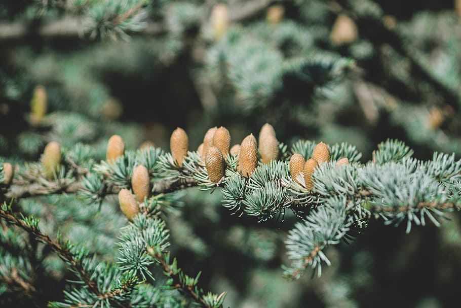 avvicinamento, fotografia, verde, Pino, selettivo, foto di messa a fuoco, albero fogliare, albero, foresta, pigna, abete, pianta, albero di conifere, Pinaceae, natura, nessuno, ramo, crescita, concentrarsi sulle conoscenze acquisite, bellezza nella natura, ago - parte vegetale, colore verde, giorno, la tranquillità, messa a fuoco selettiva, all'aperto, inverno, bosco di pini, albero sempreverde, ecosistema, 4K
