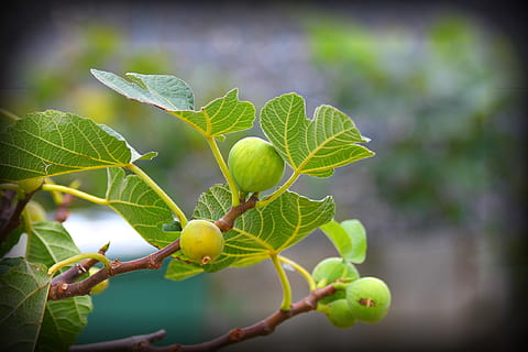 albero di fichi, figa, foglio, albero, ramo, natura, verde, fichi, foglia, parte vegetale, frutta, pianta, crescita, colore verde, mangiare sano, cibo, cibo e bevande, giorno, avvicinamento, concentrarsi sulle conoscenze acquisite, freschezza, nessuno, all'aperto, bellezza nella natura, messa a fuoco selettiva, 1080P, CC0, dominio pubblico, privo di copyright