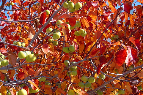 Baum, Natur, Äste, Baumfrucht, Blühen, Obst, Blatt, Pflanzenteil, Pflanze, gesundes Essen, Wachstum, Essen und Trinken, Herbst, Lebensmittel, Schönheit in der Natur, Veränderung, Tag, keine Leute, Ast, Frische, Nahansicht, Wohlbefinden, draußen, reif, natürlicher Zustand, 2K, CC0, gemeinfrei, lizenzfrei