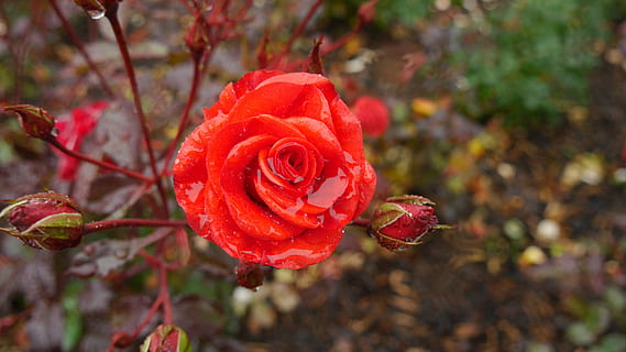 Rose, rød, regn, vinter, plante, rosenblomst, blomst, skønhed i naturen, blomstrende plante, tæt på, skrøbelighed, sårbarhed, blomsterhoved, blomsterstand, kronblad, friskhed, natur, fokus på forgrunden, ingen mennesker, plante del, blad, udendørs, 4K, CC0, offentligt domæne, royaltyfrie