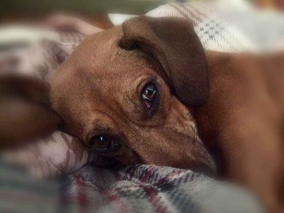 tristezza, pensieri, cane, un animale, animali domestici, temi animali, messa a fuoco selettiva, domestico, animale, mammifero, canino, vertebrato, rilassamento, ritratto, mobilia, avvicinamento, guardando la fotocamera, in casa, sdraiarsi, testa di animale, nessuno, occhio animale, 2K
