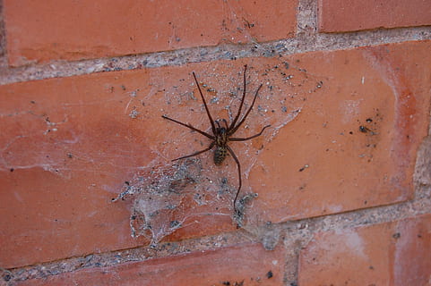 păianjen, web, pânză de păianjen, panza de paianjen, Halloween, înfiorător, insectă, cărămizi, perete, animal, zid de cărămidă, nici o persoana, cărămidă, a închide, montare pe perete, arhitectură, zi, construită, plantă, în aer liber, roșu, vechi, maro, cadru complet, texturată, natură, erodate, crăpat, deteriorare, 2K, CC0, domeniu public, fără drepturi de autor