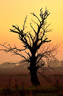 boom, dood, droog, hemel, geel, zonsopkomst, dageraad, veld-, eenzaam, herfst, leegte, somber, stomp, oud, landschap, fabriek, zonsondergang, schoonheid in de natuur, scenics - natuur, kale boom, rustige scène, kalmte, silhouet, geen mensen, natuur, milieu, tak, niet-stedelijke scène, land-, Oranje kleur, romp, buitenshuis, dode plant, geïsoleerd, 5K, CC0, publiek domein, royaltyvrij