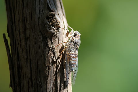 primer pla, insecte, macro, tronc, animal, temes d'animals, un animal, arbre, fauna animal, animals a la natura, tronc de l'arbre, cap gent, planta, material de fusta, naturalesa, dia, invertebrat, vertebrats, centrar-se en primer pla, escorça de la planta, a l'aire lliure, rèptil, 5K, CC0, domini públic, lliure de regalies