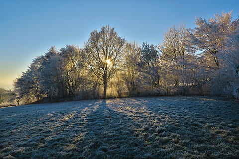 trees, capped, snow, field, sun, nature, tree, winter, frost, meadow, ice, cold temperature, river, outdoors, blue, no people, day, plant, sky, tranquility, beauty in nature, scenics - nature, frozen, water, tranquil scene, land, landscape, environment, 5K, CC0, public domain, royalty free