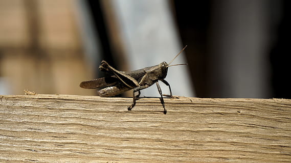Grillo, insecto, tablero, invertebrado, animal, fauna animal, temas de animales, un animal, animales en la naturaleza, de cerca, centrarse en primer plano, ala animal, material de madera, nadie, día, saltamontes, naturaleza, parte del cuerpo del animal, al aire libre, antena animal, luz del sol, longitud total, mariposa - insecto, 5K, CC0, dominio público, libre de derechos