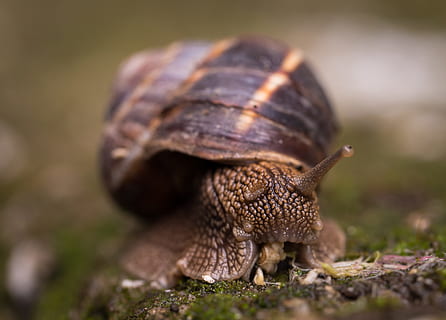 superficial, fotografía de enfoque, caracol, animal, de cerca, gasterópodo, macro, molusco, cáscara, limo, baboso, lento, babosa, temas de animales, un animal, fauna animal, naturaleza, aburrimiento, invertebrado, enfoque selectivo, nadie, animales en la naturaleza, caparazón de animal, día, planta, parte del cuerpo del animal, al aire libre, arrastrándose, 4K