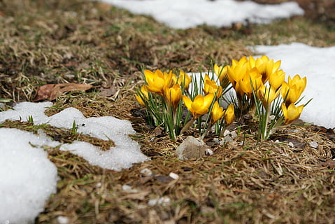 croco, prato primaverile, primavera, fiori, giallo, pianta, natura, prato, fioritura, fiore primaverile, giardino, fioritura precoce, pianta fiorita, fiore, messa a fuoco selettiva, campo, terra, bellezza nella natura, fragilità, freschezza, vulnerabilità, nessuno, crescita, avvicinamento, giorno, la neve, petalo, inverno, temperatura fredda, all'aperto, testa di fiore, livello di superficie, iris, 2K, CC0, dominio pubblico, privo di copyright