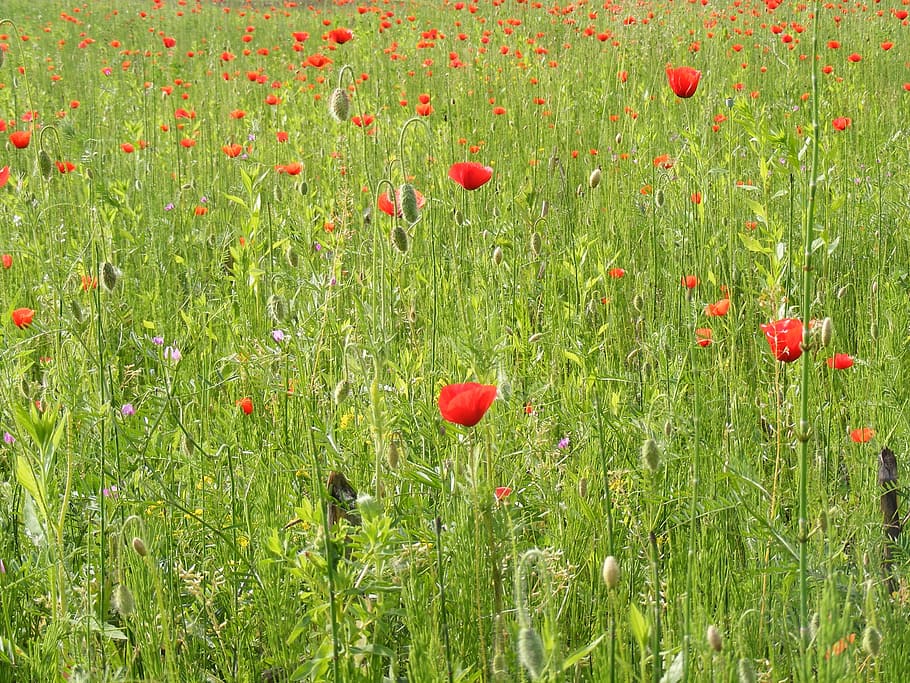 blat de moro, camp, flor, papaver, rosella, papaveràcies, rhoeas, salvatge, plantes, primavera, planta, vermell, planta amb flors, creixement, terra, color verd, frescor, naturalesa, bellesa a la natura, vulnerabilitat, fragilitat, herba, cap gent, dia, a l'aire lliure, tranquil·litat, marc complet, cap de flor, 2K
