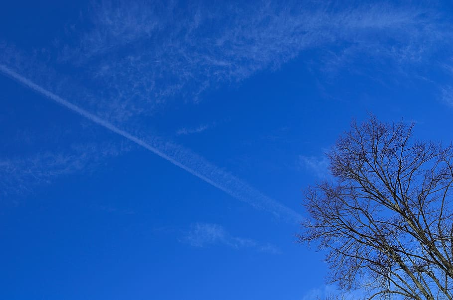 blue, clouds, branch, tree, sky, background, white, cloud, cloud - sky, vapor trail, low angle view, no people, plant, beauty in nature, nature, scenics - nature, day, tranquility, copy space, outdoors, bare tree, tranquil scene, backgrounds, sunlight, treetop, wispy, directly below, 1080P