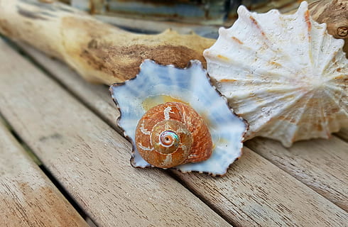 brown, white, nautillus shell, wooden, plank, shell, wooden plank, snail, snail shell, housing, spiral, decorative, nature, mother of pearl, deco, decoration, holiday, mediteran, table decorations, flotsam, drift wood, wood, table, maritime, south africa, no people, one animal, day, animal themes, indoors, close-up, wood - material, animal, animal wildlife, animals in the wild, outdoors, still life, focus on foreground, selective focus, food and drink, vertebrate, high angle view, 4K, CC0, public domain, royalty free