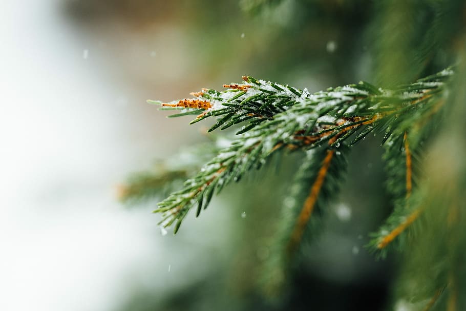 selettivo, fotografia a fuoco, la neve, coperto, Pino, le foglie, superficiale, verde, leafed, albero, brina, ghiaccio, albero di conifere, pianta, Pinaceae, natura, messa a fuoco selettiva, avvicinamento, ago - parte vegetale, ramo, nessuno, concentrarsi sulle conoscenze acquisite, inverno, colore verde, giorno, bellezza nella natura, all'aperto, acqua, albero di Natale, abete, albero sempreverde, nevicando, bosco di pini, 5K