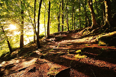 la nature, des arbres, Hayedo, tu as, Montagne, plein air, en plein air, vert, excursion, monter, forêt, arbre de a, lumières, rétro-éclairage, lumières et ombres, arbre, des bois, feuille, lumière du soleil, paysage, sentier, couleur verte, l'automne, paysages, rayon de soleil, environnement, personne, lumière - phénomène naturel, beauté dans la nature, saison, plante, Soleil, Matin, scène non urbaine, journée, été, feuillage luxuriant, scène rurale, branche, image couleur, scène tranquille, tronc d'arbre, terre, tranquillité, tronc, croissance, paysages - nature, ombre, diffusion, 2K, CC0, domaine public, libre de droits