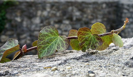 macro, foilage, leaf, nature, agriculture, growth, organic, food, plant, plant part, close-up, day, solid, rock - object, rock, selective focus, no people, green color, focus on foreground, outdoors, food and drink, fruit, beauty in nature, land, 5K, CC0, public domain, royalty free