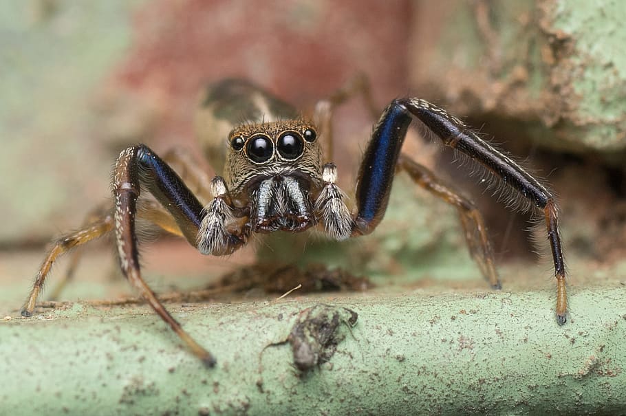 skákání pavouk, pavouk, makro, hmyz, Příroda, zvíře, volně žijících živočichů, dravec, Chyba, chlupatý, lovec, nohy, Madagaskar, zvířat, zvířata ve volné přírodě, jednoho zvířete, bezobratlý, pavoukovec, členovců, detail, zoologie, nikdo, podepsat, den, selektivní zaměření, varovná cedule, část těla zvířete, oko, zvířecí oko, jedovatý, agrese, 1080P