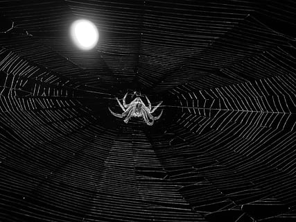 web, weaver, insect, spider, night, quindio, fragility, spider web, no people, arachnid, close-up, arthropod, invertebrate, animal themes, animal, vulnerability, pattern, one animal, nature, backgrounds, animal wildlife, full frame, animals in the wild, outdoors, complexity, concentric, black background, 4K, CC0, public domain, royalty free