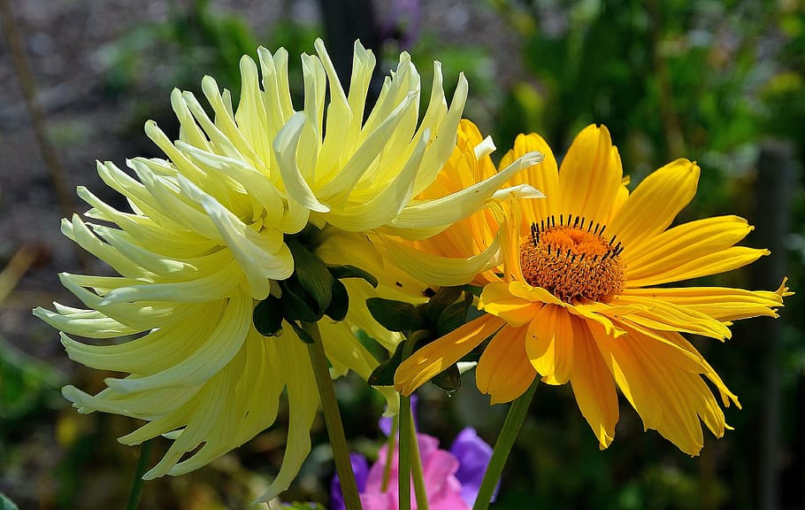 gerbera, germini, flor, primavera, afecte, romàntic, flor groga, naturalesa, planta, groc, estiu, pètal, a l'aire lliure, planta amb flors, vulnerabilitat, fragilitat, frescor, cap de flor, inflorescència, bellesa a la natura, primer pla, creixement, centrar-se en primer pla, pol·len, dia, cap gent, botànica, gazania, 4K