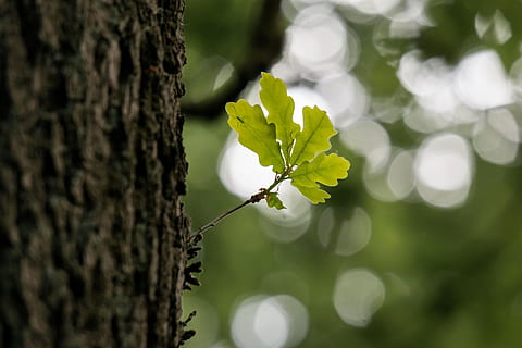 selektiv, fokus fotografie, Grün, Blatt, Baumstamm, Eiche, Eichenblatt, Frühling, Baum, Stängelrinde, Eichenblätter, Ast, Struktur, hellgrün, hell, Blätter, Pflanze, Kofferraum, Nahansicht, Fokus auf den Vordergrund, Wachstum, Natur, keine Leute, Schönheit in der Natur, selektiver Fokus, Tag, draußen, Blume, Pflanzenteil, Frische, Zerbrechlichkeit, Verletzlichkeit, blühende Pflanze, 5K, CC0, gemeinfrei, lizenzfrei
