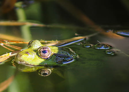 Frosch, Tier, Wasser, See, Reflexion, grüner Frosch, Fauna, Amphibien, Natur, Grün, Sumpffrosch, Gartenteich, grüne Farbe, Amphibie, Makro, Nahansicht, Tierwelt, Teich, Tiere und Haustiere, ein Tier, Tierthemen, Tiere in freier Wildbahn, Wirbeltier, keine Leute, Tierkörperteil, Auge, Tierauge, Tag, Tierkopf, auf dem Wasser schwimmen, 1080P, CC0, gemeinfrei, lizenzfrei