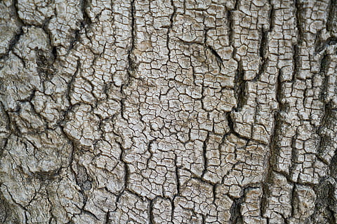 braun, Baumhaut-Nahaufnahmefoto, Baum, Textur, Karosserie, Makro, Hintergrund, Schale, niemand, Farben, Natur, Hintergründe, abstrakt, Detail, Muster, Bauholz, alt, Holz, Holzgewebe, Holzfaserplatten, Motiv, Detailaufnahmen, kopieren sie platz, Perspektive, horizontal, Möbel, keine Leute, Bodenbelag, Design, Farbbild, Produktfoto, Vollbild, geknackt, texturiert, Nahansicht, Dürre, natürliches Muster, Baumstamm, Kofferraum, Tag, trocken, Rau, Umgebung, draußen, Pflanze, Szenen - Natur, trockenes Klima, Klima, Borke, Schlamm, Struktureffekt, 8K, CC0, gemeinfrei, lizenzfrei