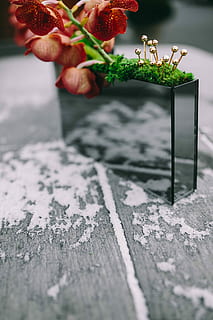ornamental, plants, rectangular, boxes, Miniature, ornamental plants, box, small, plant, decoration, ornament, mini, wood - Material, red, food, table, close-up, freshness, no People, winter, food and drink, flower, selective focus, nature, snow, day, cold temperature, growth, outdoors, flowering plant, beauty in nature, healthy eating, surface level, 2K