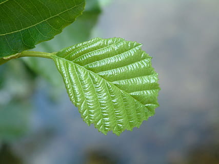 Beech, Leaf, green, green color, nature, growth, close-up, plant, plant part, focus on foreground, no people, beauty in nature, day, outdoors, freshness, summer, food and drink, selective focus, sunlight, tree, environment, leaf vein, herb, 1080P, CC0, public domain, royalty free