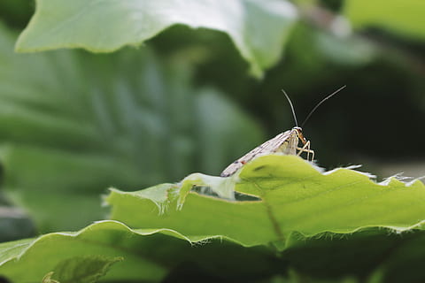 overfladisk, fokus fotografering ofo, hvid, insekt, top, blad, gul, sort, møl, grøn, skov, plante del, hvirvelløse, dyre temaer, et dyr, dyr, grøn farve, dyreliv, dyr i naturen, natur, tæt på, selektiv fokusering, græshoppe, plante, ingen mennesker, dag, udendørs, dyr kropsdel, dyr antenne, kravle, 2K, CC0, offentligt domæne, royaltyfrie