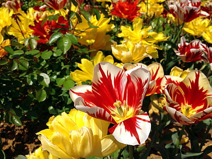 blomst, rosa, geranium, tannkjøtt, grønn, makro, anlegg, natur, vakker, blomst bilde, landskap, rosa blomst, blomster, blå, lilla, istanbul, tulipaner, gul, rød, Dolmabahçe, ottomanske, Beşiktaş, slott, petal, blomsterhodet, skjørhet, friskhet, blomstrende plante, skjønnhet i naturen, sårbarhet, inflorescence, vekst, nærbilde, fokusere på forgrunnen, ingen folk, dag, botanikk, utendørs, pollen, våren, blomsterdekorasjon, bukett, 2K, CC0, offentlig domene, opphavsrett gratis