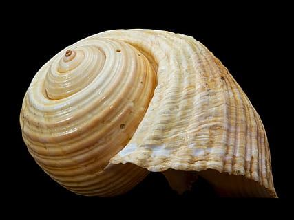 skal, snegl shell, snegl, sort baggrund, studio skud, dyreskal, indendørs, muslingeskal, tæt på, ingen mennesker, enkelt objekt, skåret ud, dyreliv, mønster, dyr, naturligt mønster, natur, mad, mad og drikke, geologi, tekstureret, spiralformet, snack, marine, 4K, CC0, offentligt domæne, royaltyfrie