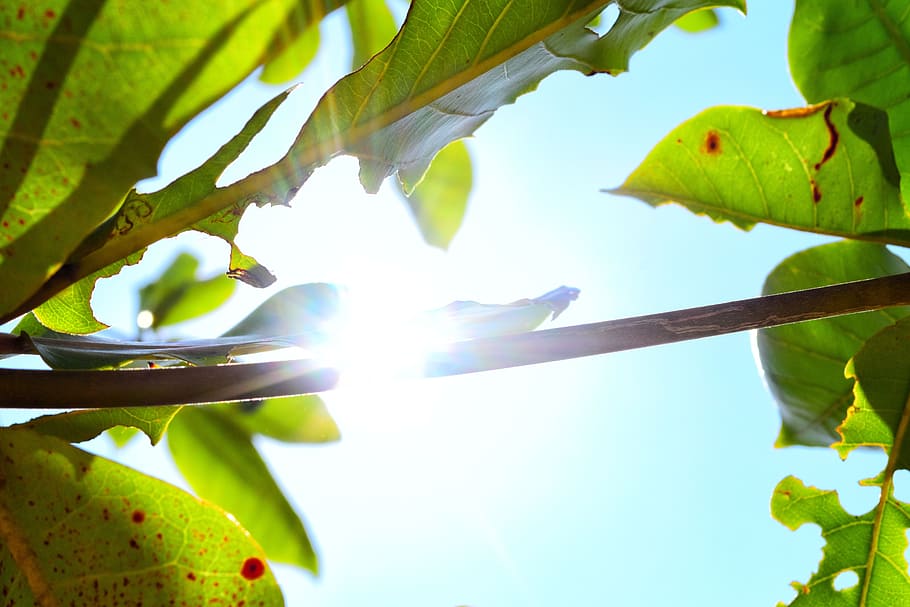 albero, luce del sole, foresta, natura, sole, soleggiato, paesaggio, foglia, autunno, le foglie, naturale, verde, estate, all'aperto, luminosa, parco, tramonto, Alba, boschetto, fogliame, rami, luce, stagione, giallo, colorato, pianta, primavera, mattina, cielo, arancia, tempo metereologico, tronco, ramo, colore verde, freschezza, avvicinamento, crescita, nessuno, macro, colore vibrante, bellezza nella natura, immagine a colori, giorno, sfondi, fogliame lussureggiante, parte vegetale, Inquadratura dal basso, raggio di sole, riflesso lente, concentrarsi sulle conoscenze acquisite, streaming, illuminata, direttamente sotto, 5K