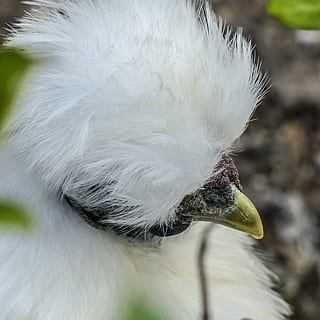 pollo, bajadas, mullido, blanco, hermoso, plumado, animal, natural, naturaleza, cabeza, pájaro, pluma, pico, de cerca, un animal, temas de animales, vertebrado, el color blanco, animales en la naturaleza, fauna animal, centrarse en primer plano, nadie, parte del cuerpo del animal, día, pájaro joven, animal joven, cabeza de animal, al aire libre, enfoque selectivo, pollo del cisne, cuello animal, 2K, CC0, dominio público, libre de derechos