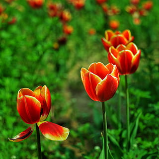 rojo, tulipán, discurso, planta floreciendo, flor, planta, frescura, belleza en la naturaleza, pétalo, crecimiento, de cerca, fragilidad, cabeza de flor, inflorescencia, vulnerabilidad, centrarse en primer plano, campo, naturaleza, color naranja, tierra, nadie, al aire libre, naranja, 2K, CC0, dominio público, libre de derechos