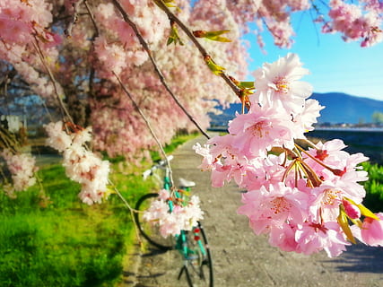 cereza, primavera, bicicleta, Cerezo, Cereza, primavera, flor, color rosa, fragilidad, naturaleza, árbol, planta floreciendo, planta, frescura, belleza en la naturaleza, vulnerabilidad, pétalo, crecimiento, flor de cerezo, cabeza de flor, de cerca, rama, inflorescencia, día, nadie, polen, al aire libre, 2K, CC0, dominio público, libre de derechos