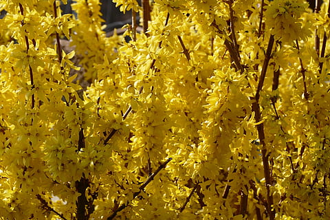 primavera, flors, naturalesa, flor groga, groc, planta amb flors, bellesa a la natura, flor, planta, fragilitat, vulnerabilitat, primer pla, marc complet, cap gent, fons, dia, creixement, invertebrat, frescor, abundància, insecte, pètal, fauna animal, cap de flor, 2K, CC0, domini públic, lliure de regalies