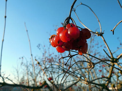 Beere, Pflanze, Obst, rot, Frühling, Geäst, Beerenrot, Lebensmittel, Essen und Trinken, gesundes Essen, Wachstum, Fokus auf den Vordergrund, Natur, Nahansicht, Himmel, keine Leute, Baum, Tag, Frische, Ast, Wohlbefinden, Flachwinkelansicht, Zweig, klarer Himmel, Vogelbeere, reif, draußen, Rote Johannisbeere, 2K, CC0, gemeinfrei, lizenzfrei