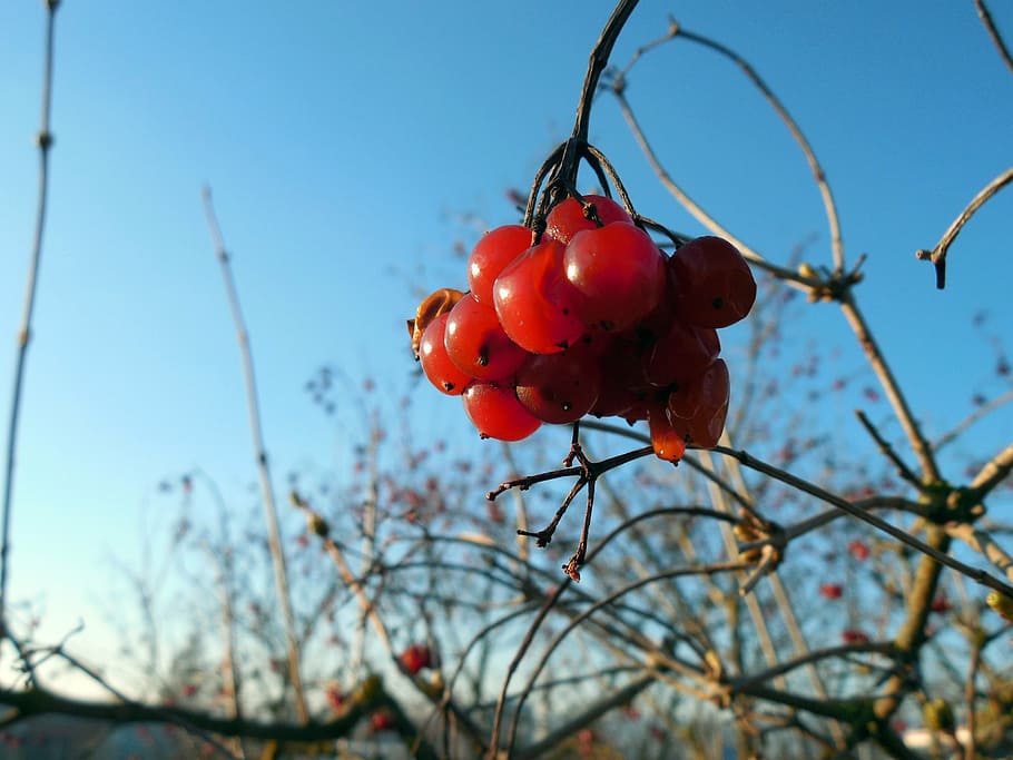 baia, planta, fruita, vermell, primavera, branques, vermell de baies, menjar, menjar i beguda, alimentació saludable, creixement, centrar-se en primer pla, naturalesa, primer pla, cel, cap gent, arbre, dia, frescor, branca, benestar, vista d’angle baix, cel clar, rowanberry, madur, a l'aire lliure, grosella vermella, 2K