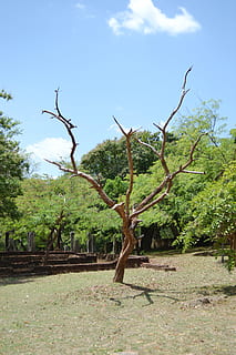 albero secco, albero, ramo, erba, Polonnaruwa, antiche rovine, antico, storico, re, castello, buddismo, Sri Lanka, Mawanella, scultura, statua, ceylon, pianta, cielo, natura, giorno, nessuno, terra, la tranquillità, crescita, colore verde, paesaggio, bellezza nella natura, campo, all'aperto, ambiente, scena tranquilla, scena non urbana, scenics - natura, luce del sole, pianta morta, 1080P, CC0, dominio pubblico, privo di copyright
