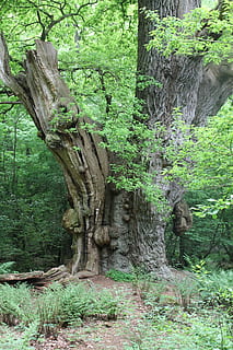 albero, natura, Quercia, pianta, crescita, tronco, tronco d'albero, foresta, terra, bellezza nella natura, la tranquillità, colore verde, nessuno, giorno, all'aperto, bosco, scenics - natura, scena non urbana, scena tranquilla, abbaiare, ramo, 4K, CC0, dominio pubblico, privo di copyright